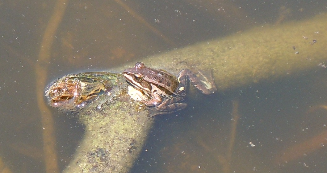 Tutte rane verdi? S, Pelophylax sp. (prov. Napoli)